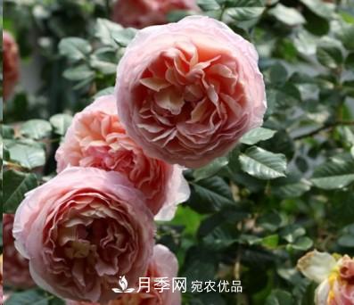 盤(pán)點(diǎn)各國的灌木月季品種，哪些是不可錯過(guò)的經(jīng)典品種！(圖1)