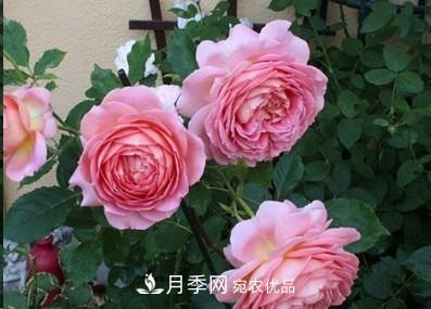 盤(pán)點(diǎn)各國的灌木月季品種，哪些是不可錯過(guò)的經(jīng)典品種！(圖4)