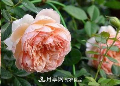 盤(pán)點(diǎn)各國的灌木月季品種，哪些是不可錯過(guò)的經(jīng)典品種！(圖5)