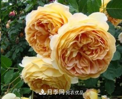 盤(pán)點(diǎn)各國的灌木月季品種，哪些是不可錯過(guò)的經(jīng)典品種！(圖3)