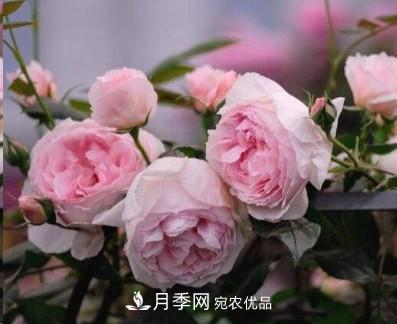 盤(pán)點(diǎn)各國的灌木月季品種，哪些是不可錯過(guò)的經(jīng)典品種！(圖6)