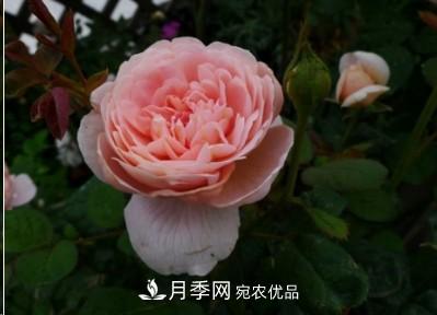 盤(pán)點(diǎn)各國的灌木月季品種，哪些是不可錯過(guò)的經(jīng)典品種！(圖9)