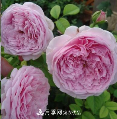 盤(pán)點(diǎn)各國的灌木月季品種，哪些是不可錯過(guò)的經(jīng)典品種！(圖8)