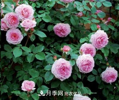 盤(pán)點(diǎn)各國的灌木月季品種，哪些是不可錯過(guò)的經(jīng)典品種！(圖10)