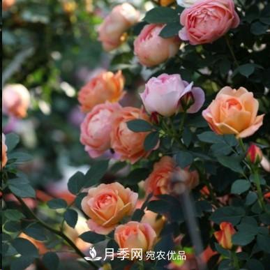 盤(pán)點(diǎn)各國的灌木月季品種，哪些是不可錯過(guò)的經(jīng)典品種！(圖11)
