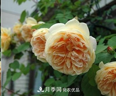 盤(pán)點(diǎn)各國的灌木月季品種，哪些是不可錯過(guò)的經(jīng)典品種！(圖12)