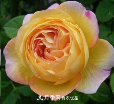 盤(pán)點(diǎn)各國的灌木月季品種，哪些是不可錯過(guò)的經(jīng)典品種！(圖14)