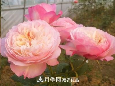 盤(pán)點(diǎn)各國的灌木月季品種，哪些是不可錯過(guò)的經(jīng)典品種！(圖13)