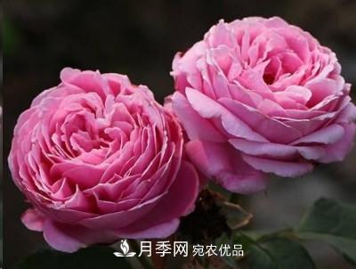 盤(pán)點(diǎn)各國的灌木月季品種，哪些是不可錯過(guò)的經(jīng)典品種！(圖17)