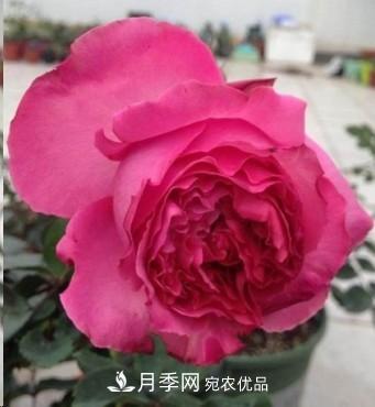 盤(pán)點(diǎn)各國的灌木月季品種，哪些是不可錯過(guò)的經(jīng)典品種！(圖16)