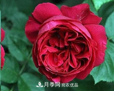 盤(pán)點(diǎn)各國的灌木月季品種，哪些是不可錯過(guò)的經(jīng)典品種！(圖18)