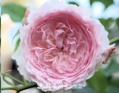 盤(pán)點(diǎn)各國的灌木月季品種，哪些是不可錯過(guò)的經(jīng)典品種！(圖20)