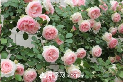 盤(pán)點(diǎn)各國的灌木月季品種，哪些是不可錯過(guò)的經(jīng)典品種！(圖19)