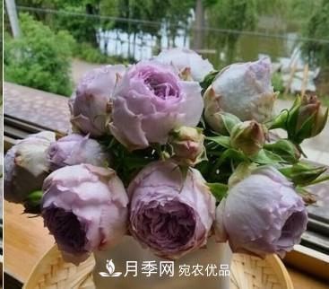 盤(pán)點(diǎn)各國的灌木月季品種，哪些是不可錯過(guò)的經(jīng)典品種！(圖21)