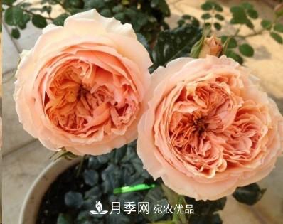 盤(pán)點(diǎn)各國的灌木月季品種，哪些是不可錯過(guò)的經(jīng)典品種！(圖23)