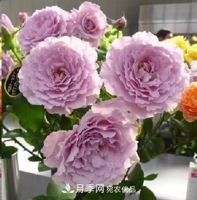 盤(pán)點(diǎn)各國的灌木月季品種，哪些是不可錯過(guò)的經(jīng)典品種！(圖22)