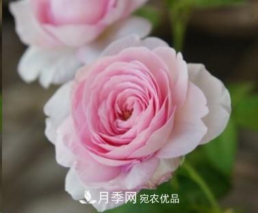 盤(pán)點(diǎn)各國的灌木月季品種，哪些是不可錯過(guò)的經(jīng)典品種！(圖25)