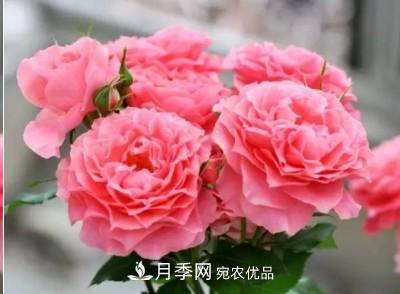 盤(pán)點(diǎn)各國的灌木月季品種，哪些是不可錯過(guò)的經(jīng)典品種！(圖24)