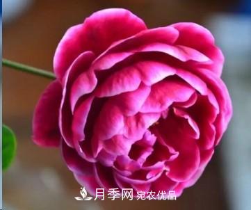 盤(pán)點(diǎn)各國的灌木月季品種，哪些是不可錯過(guò)的經(jīng)典品種！(圖28)