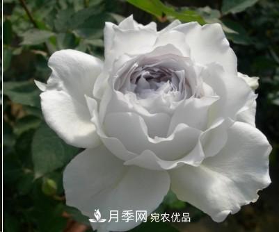 盤(pán)點(diǎn)各國的灌木月季品種，哪些是不可錯過(guò)的經(jīng)典品種！(圖27)