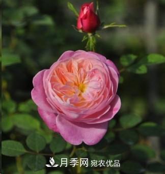 盤(pán)點(diǎn)各國的灌木月季品種，哪些是不可錯過(guò)的經(jīng)典品種！(圖26)