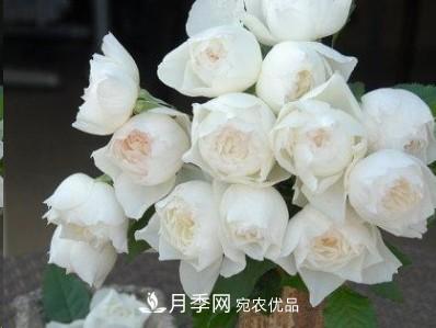 盤(pán)點(diǎn)各國的灌木月季品種，哪些是不可錯過(guò)的經(jīng)典品種！(圖30)