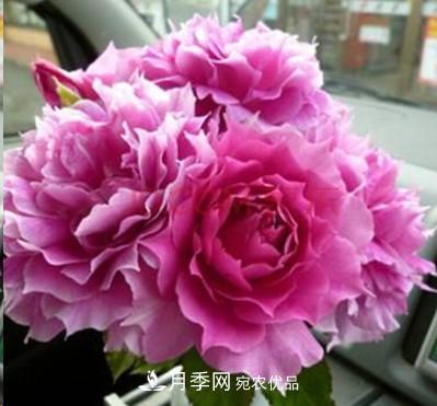 盤(pán)點(diǎn)各國的灌木月季品種，哪些是不可錯過(guò)的經(jīng)典品種！(圖29)