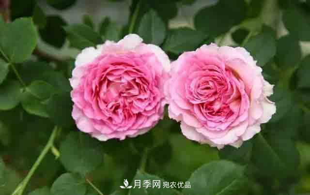 地栽月季花在北方如何防止被凍死？(圖1)