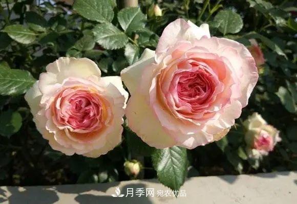 種月季有竅門(mén)，用“紅陶盆”栽種，透氣透水，月季發(fā)芽快開(kāi)花多(圖1)