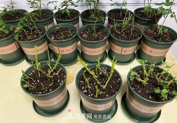種月季有竅門(mén)，用“紅陶盆”栽種，透氣透水，月季發(fā)芽快開(kāi)花多(圖2)