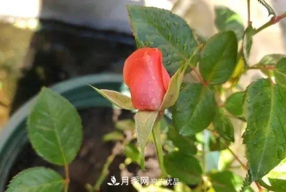 種月季有竅門(mén)，用“紅陶盆”栽種，透氣透水，月季發(fā)芽快開(kāi)花多(圖3)