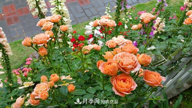 北方南方養護月季重點(diǎn)有什么不同？不用討論了(圖1)