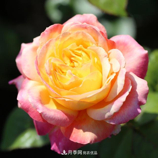 北方南方養護月季重點(diǎn)有什么不同？不用討論了(圖3)