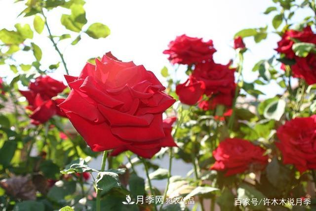 氣溫差異大，南北方養月季有何區別？因地制宜養月季教程(圖3)