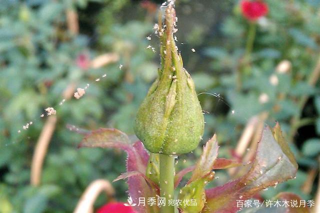氣溫差異大，南北方養月季有何區別？因地制宜養月季教程(圖6)
