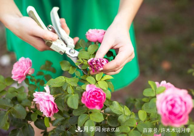氣溫差異大，南北方養月季有何區別？因地制宜養月季教程(圖7)