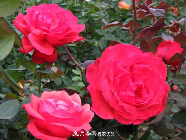 南陽(yáng)月季枝條怎么修剪？(圖1)