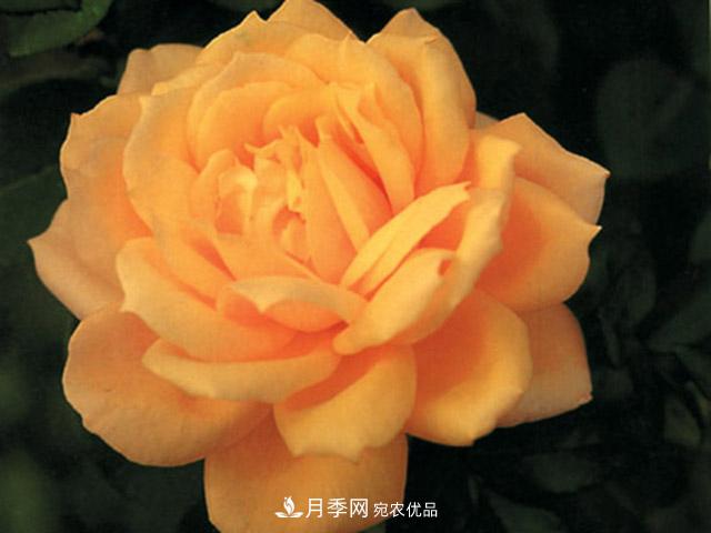 種植月季品種春蕾需要做到哪些方面？(圖1)