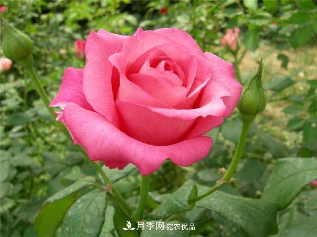 想要月季花，長(cháng)勢壯，開(kāi)花多，及時(shí)合理的修剪非常重要(圖1)