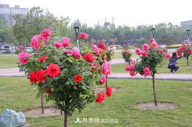 花中皇后四季常開(kāi)，看月季之鄉的樹(shù)狀月季是如果養殖的？(圖2)