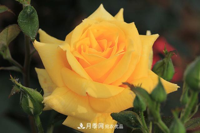 秋天如何把握好月季施肥的度？(圖1)