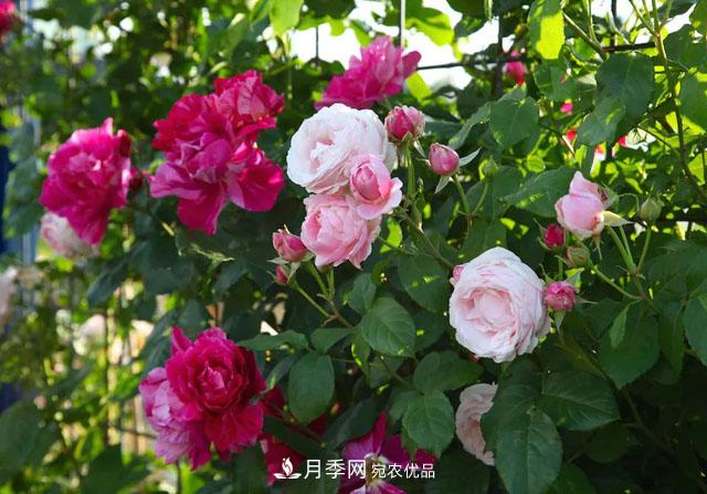 溫度對月季花期有哪些影響？漳州適合種植嗎(圖1)