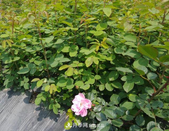 養殖月季，選用一個(gè)靠譜方法，爆筍不停(圖1)