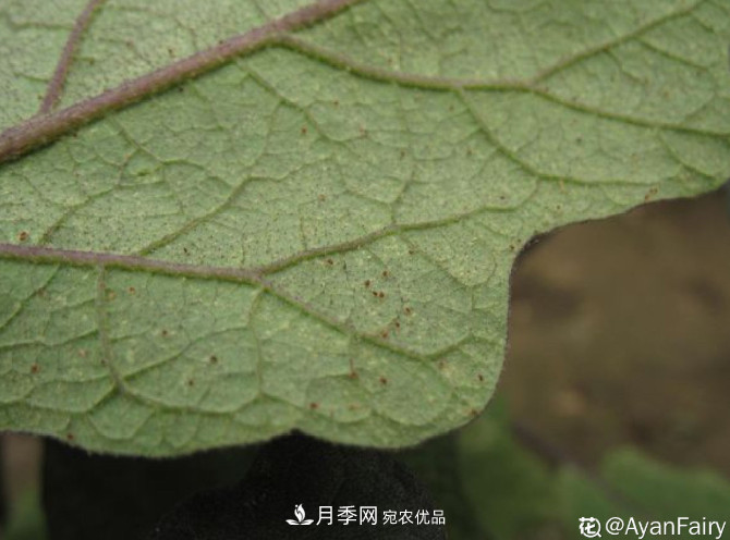 月季常見(jiàn)7大蟲(chóng)害，防治方法都在這里了，收藏起來(lái)(圖4)