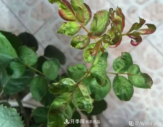 月季常見(jiàn)7大蟲(chóng)害，防治方法都在這里了，收藏起來(lái)(圖5)