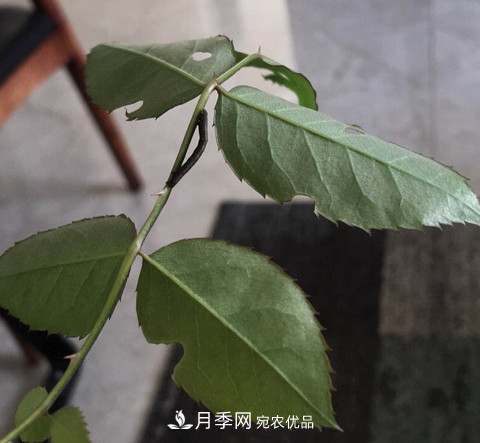 月季常見(jiàn)7大蟲(chóng)害，防治方法都在這里了，收藏起來(lái)(圖10)
