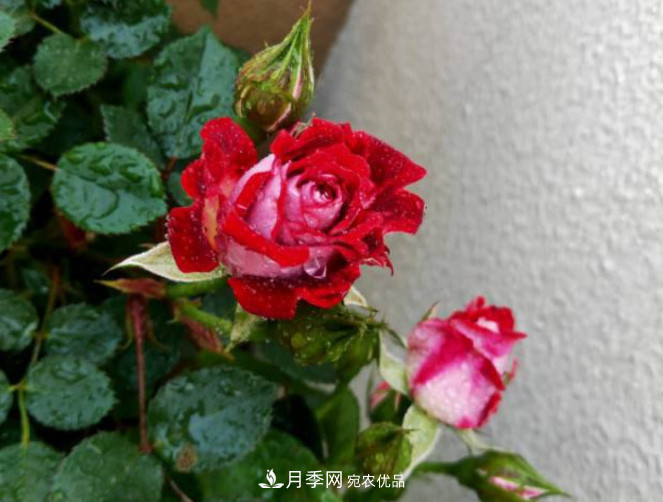 月季常見(jiàn)7大蟲(chóng)害，防治方法都在這里了，收藏起來(lái)(圖9)