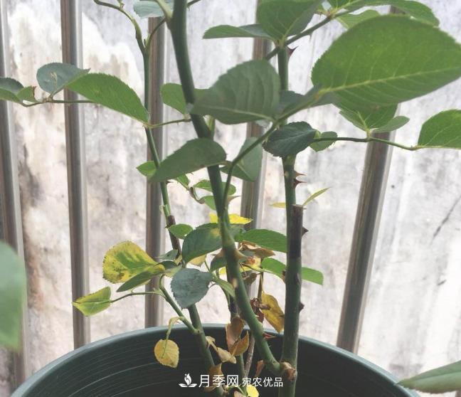 月季常見(jiàn)7大蟲(chóng)害，防治方法都在這里了，收藏起來(lái)(圖6)