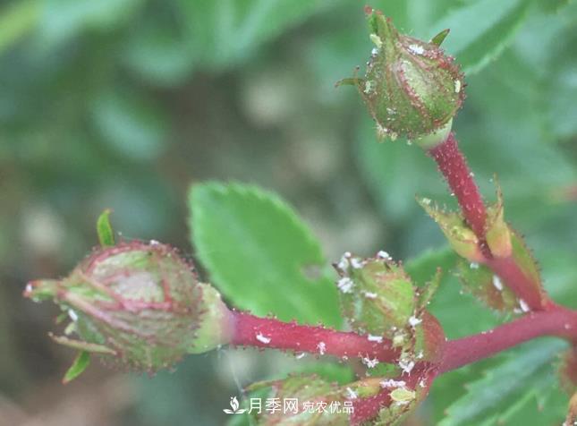 月季常見(jiàn)7大蟲(chóng)害，防治方法都在這里了，收藏起來(lái)(圖8)