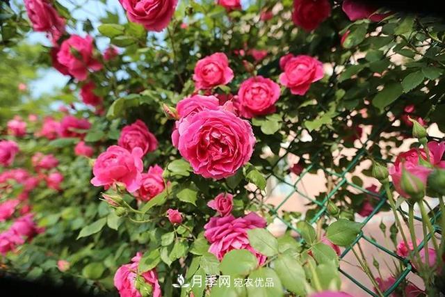 藤本月季什么季節適合種植？有哪些嫁接方式？(圖1)